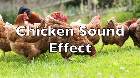 Chicken Clucking Sound Effect - YouTube