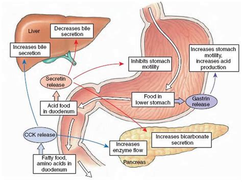 Secretin hormone function, source of production & secretin stimulation test