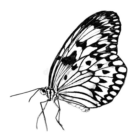 Butterfly Side Outline Clip Art