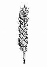 Coloring Page wheat  Free Printables Img 28375 sketch template