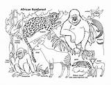 Rainforest Animal Coloring Pages sketch template