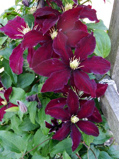 Burgundy Clematis Free Stock Photo - Public Domain Pictures