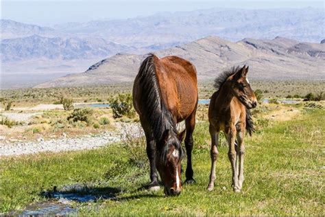 9 Stunning Places You Can See Wild Horses In Nevada - Only In Your State