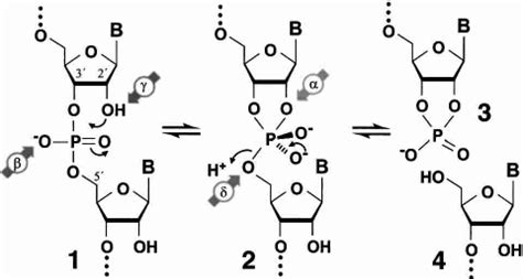 Mechanism for RNA cleavage by internal phosphoester transfer involving... | Download Scientific ...