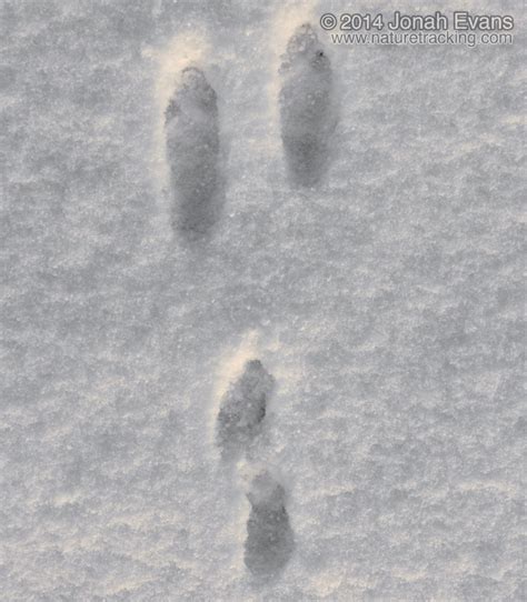 Identifying Animal Tracks in Snow – 5 Common Backyard Species ...