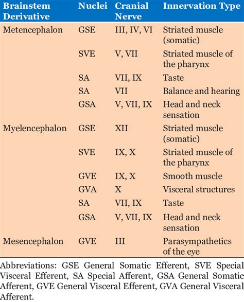 Alar and basal plate distribution in the brainstem. | Download Table