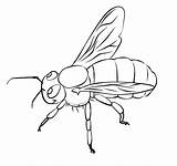 Free Printable Bee Coloring Pages For Kids sketch template