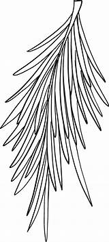 Evergreen Tree Branch coloring page  ColouringPages sketch template