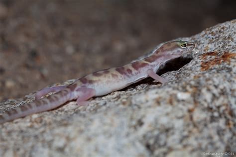 Banded Gecko Coleonyx variegatus | Western Banded Gecko | Jason ...