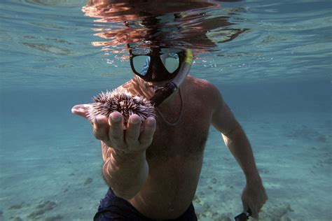 Peanut Island Snorkel Tour - Snorkeling Palm Beach