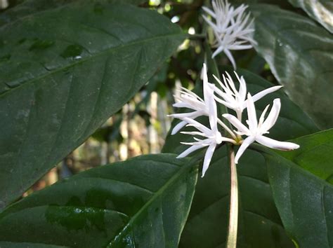 Premium Photo | Robusta coffee flowers that are in bloom emit a ...