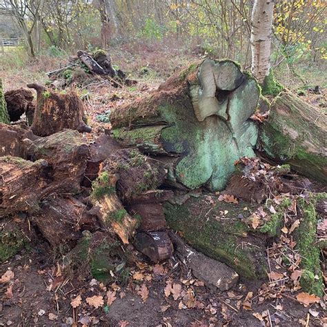 Log pile house | Minibeasts Woodland Explorers