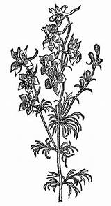 Larkspur Coloring Pages sketch template