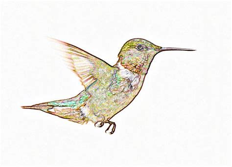 Hummingbird with Colored Pencil Effect Photograph by Kelly Ryan | Pixels