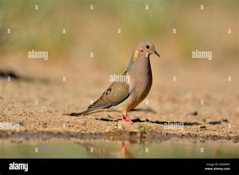 Mourning dove ( Zenaida macroura), Rio Grande City, Texas, USA Stock Photo - Alamy