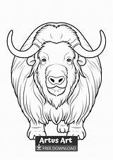 Musk ox Coloring Page sketch template