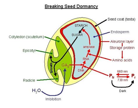 Seed Dormancy: Causes, Types & Importance