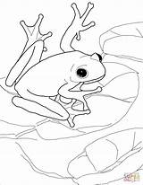Frogs  Free Coloring Pages sketch template