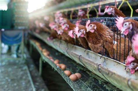 Strategies for Maximizing Egg Production in Your Chicken Farm: Tried and Tested Strategies