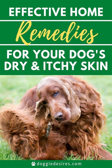 Home Remedies for Dogs Dry Itchy Skin in 2021 | Dog dry skin remedy ...