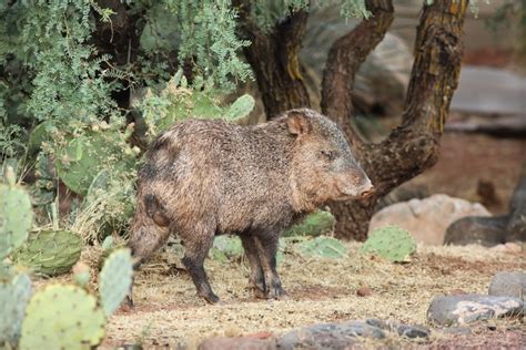 Javelina-Repellent