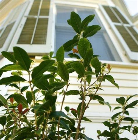 How to prune sweet olive trees: Dan Gill's advice | Home/Garden | nola.com