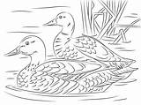 Swimming Mallard Ducks coloring Page  Download Print Or Color Online sketch template