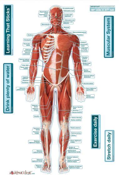 BodyPartChart Muscular System - Front Labeled