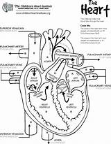 Heart And Lungs Drawing At GetDrawings  Free Download sketch template
