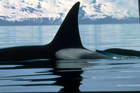 Orcas are identified by fin shapes, saddle patches, scratches, and ...