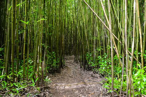 Bamboo Forest, Haiku - Na'ili'ili-Haele - Maui Activities Blog