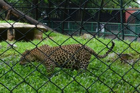 Thiruvananthapuram Zoo, Trivandrum | Ticket Price | Timings | Address ...