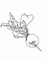 Planting Beets Coloring Pages  Best Place To Color sketch template