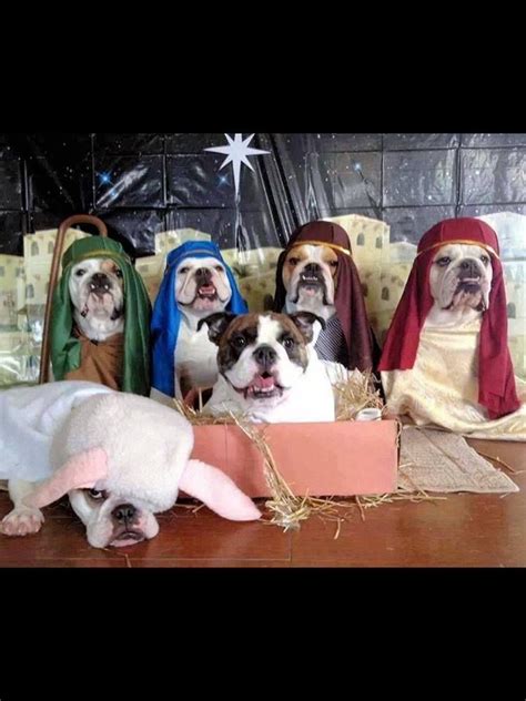 Christmas Humor: Dogs doing the Nativity Scene! The lamb looks rather ...