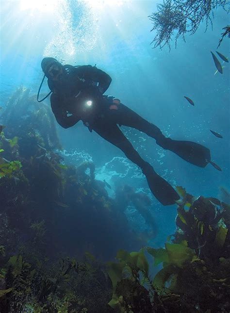 Swimming In The Forest: A Kelp Diving How-to - Dive Training Magazine ...