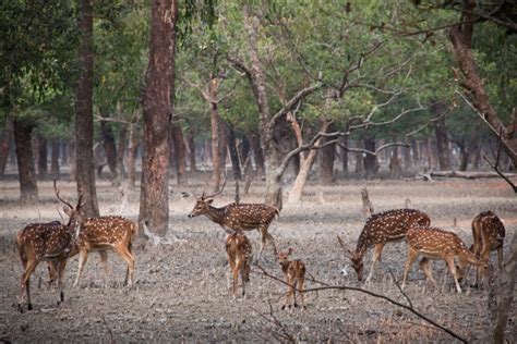 Sundarbans Wildlife