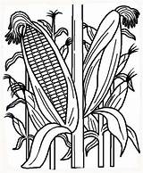 Indian Corn Coloring Page  Home sketch template