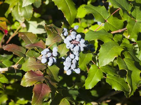 Oregon Grape, Mahonia Aquifolium, Berries with Leaves, Macro, Selective Focus, Shallow DOF Stock ...