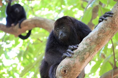 Monkey Bay Wildlife Sanctuary - La Democracia, Belize District