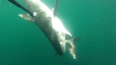 Massive tiger shark attacks hammerhead in deadly encounter | Fox News Video