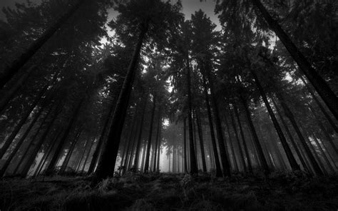 Dark Woods HD Backgrounds | PixelsTalk.Net