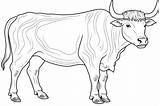 Ox Coloring Pages  25 Free Drawings To Print And Color sketch template