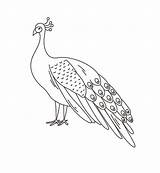 Peacock drawing coloring Page Pdf Free  Coloring Online sketch template