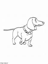 Dachshund 3 coloring Page sketch template
