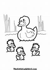 Duck Coloring Bear Brown Outline Template Yellow Pages Color Templates  sketch template