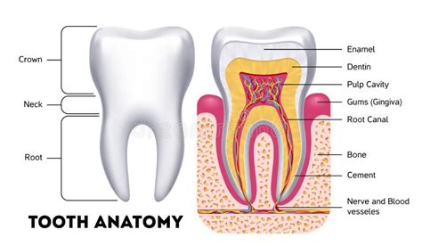 Tooth Anatomy Vector Dental Infographics Stock Vector - Illustration of ...