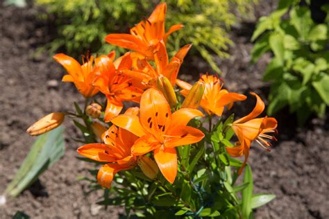 Day lillies in orange. | July flowers, Picture, Bloom