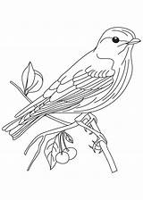 Eastern bluebird coloring Page  Download Free sketch template