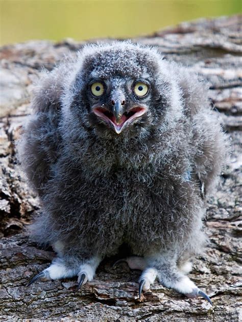 Baby-Snowy-Owl | mortcdz | Flickr