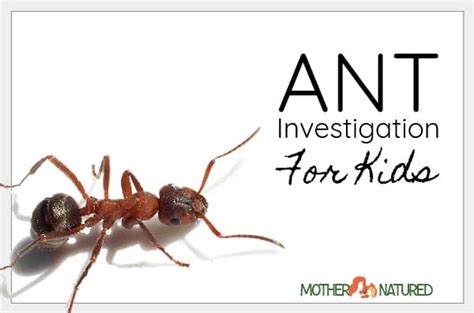 A Simple Ant Experiment for Kids - Mother Natured